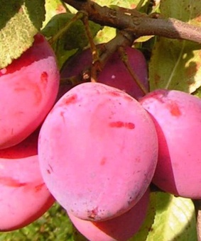 Слива Фаворито дель Султано 1 шт, РБ