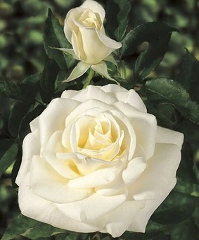 Роза чайно-гибридная Джон Кеннеди 1 шт, Сербия