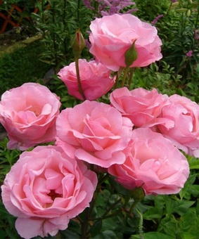 Роза парковая (грандифлора) Квин оф Ингланд 1 шт, Сербия