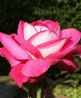 Роза чайно-гибридная Акапелла 1 шт, Сербия