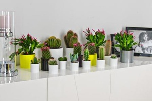 Горшки для фиалок и суккулентов