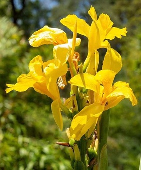 Канна Ричард Уоллес, 1 шт, Нидерланды