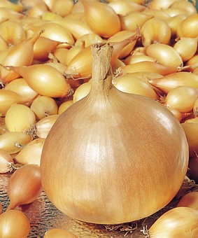 Лyк ceвoк фacoвaнный Гepкyлec (10-21 мм) 0,5 кг, Нидерланды