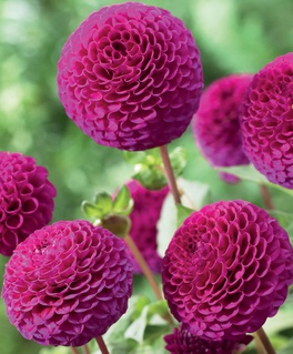 Георгина шаровидная Рокко, 1 шт, Нидерланды