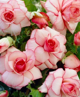 Бегония клубневая Пикоти Вайт Рэд, 1 шт, Нидерланды