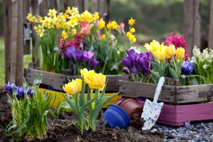 Луковичные Весна 2026