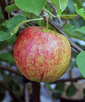 Яблоня Джонаголд 1 шт, РБ