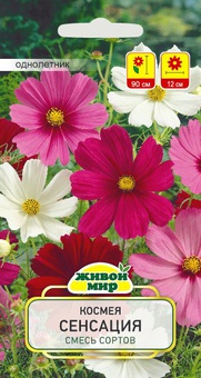 Космея Сенсация (W. Legutko) 2 г, РБ