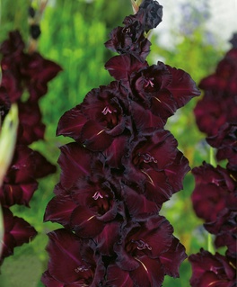 Гладиолус крупноцветковый Эспрессо, 3 шт, Нидерланды