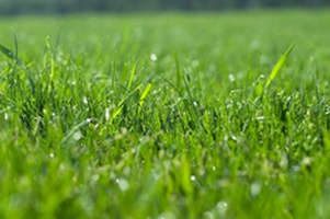 Газонные травы, сидераты, медоносы