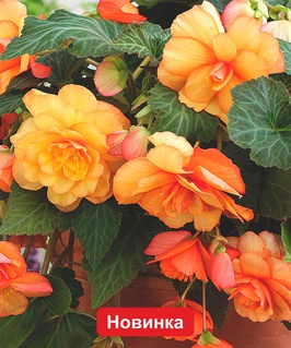 Бегония клубневая Каскад Санрей, 1 шт, Нидерланды