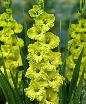 Гладиолус крупноцветковый Грин Стар, 3 шт, Нидерланды