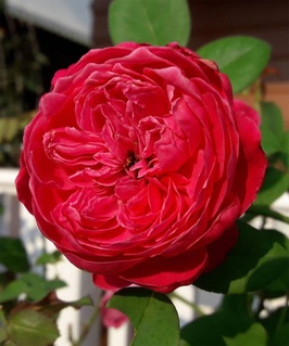 Роза чайно-гибридная Пиано 1 шт, Сербия