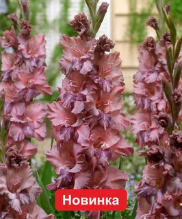 Гладиолус гофрированный Русти Честнат, 3 шт, Нидерланды