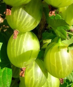 Крыжовник Малахит 1 шт, РБ