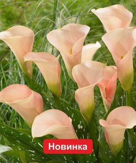 Калла Окленд, 1 шт, Нидерланды