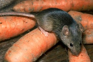 Средства от грызунов и кротов