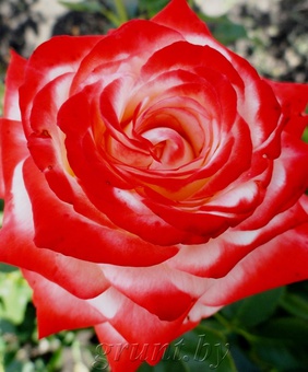 Роза чайно-гибридная Кайзер Фарах 1шт, Сербия