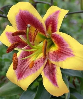 Лилия ОТ-гибрид Роберт Свонсон 1 шт, Польша