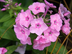 Как хранить многолетники до посадки