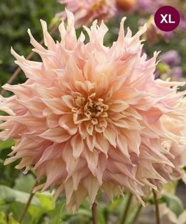 Георгина декоративная Пенхилл Уoтepмeлoн, 1 шт, Нидерланды