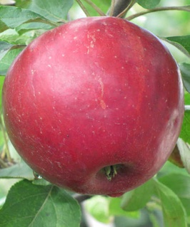 Яблоня Коваленковское 1 шт, РБ
