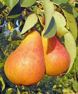 Груша Забава 1 шт, РБ