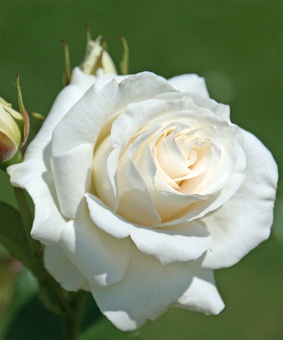 Роза чайно-гибридная Паскали 1 шт, Сербия