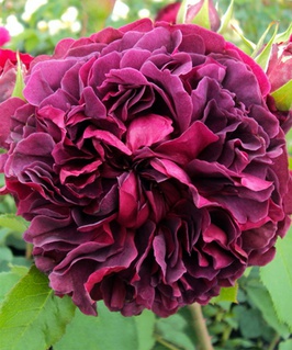 Роза английская Вильям Шекспир 1 шт, Сербия