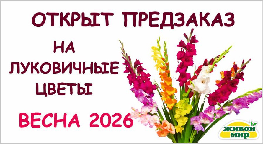 Слайд 8 луковичные