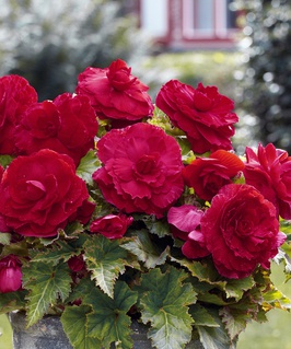 Бегония клубневая Дабл Дарк Ред, 1 шт, Нидерланды