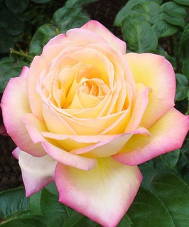 Роза чайно-гибридная Глория Дей 1 шт, Сербия