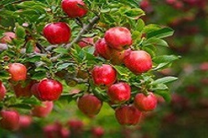 Саженцы Осень 2025