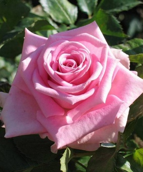 Роза флорибунда Пинк Аква 1 шт, Сербия