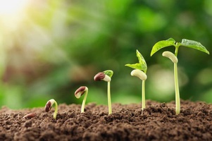 Все для рассады