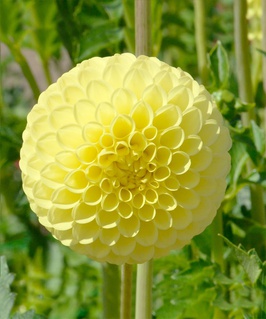 Георгина шаровидная Голден Тач, 1 шт, Нидерланды