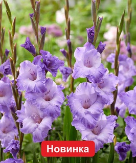 Гладиолус крупноцветковый Милка, 3 шт, Нидерланды