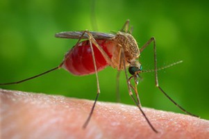 Средства от комаров и клещей