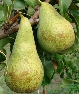 Груша Конференция 1 шт, РБ