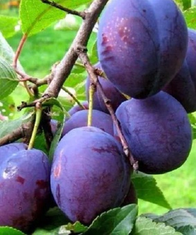 Слива Венгерка Белорусская 1 шт, РБ