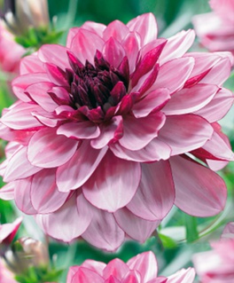 Георгина декоративная Крем де Кассис, 1 шт, Нидерланды