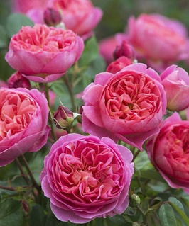 Роза флорибунда Леонардо да Винчи 1 шт, Сербия