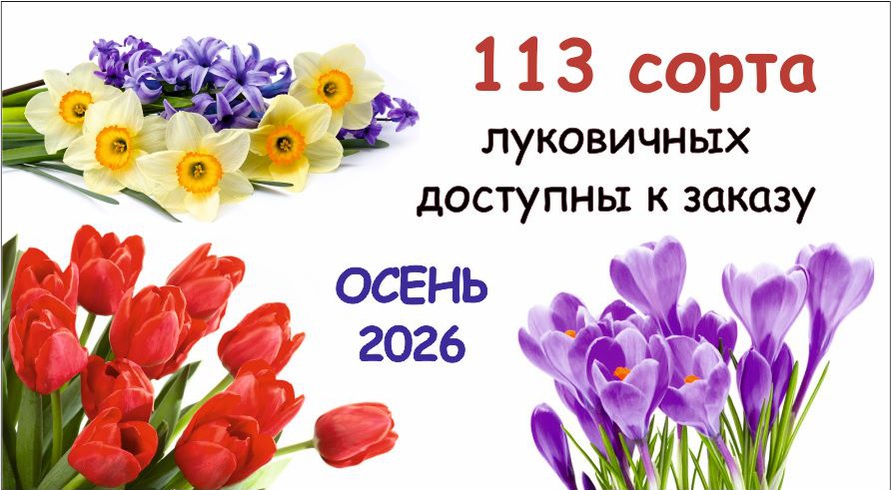 Луковичные осень 2026