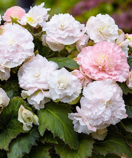 Бегония клубневая Вумми Апфельблюте, 1 шт, Нидерланды