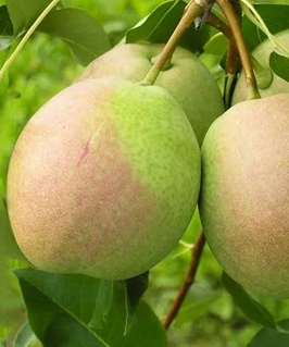 Груша Десертная Россошанская 1 шт, РБ