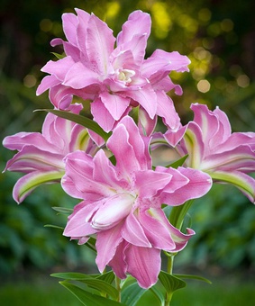 Лилия восточная махровая Лотус Квин 1 шт, Польша