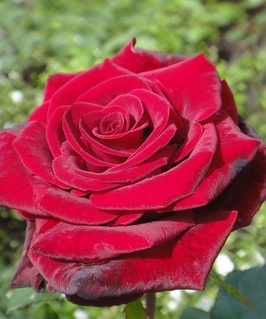 Роза чайно-гибридная Гранд Гала 1 шт, Сербия