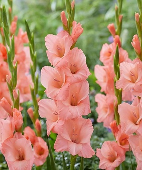 Гладиолус крупноцветковый Шуга Бейби, 3 шт, Нидерланды