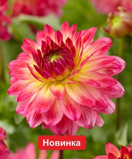 Георгина декоративная Арматерас, 1 шт, Нидерланды