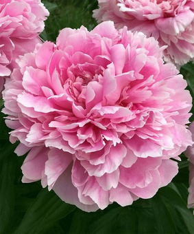 Пион Сара Бернар, 1 шт., Польша